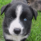 Иван Великий