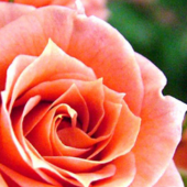 Пользователь #483906